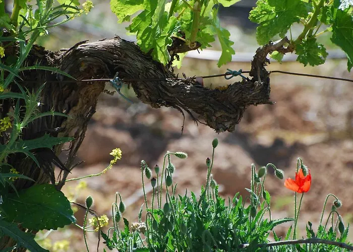 El Rondon Szálloda 4*